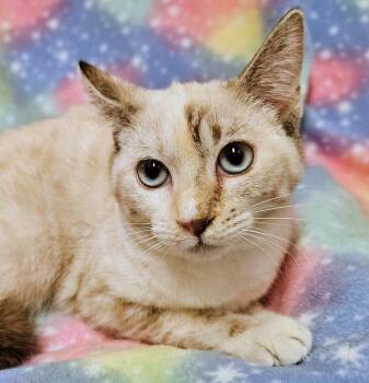 Cali - Rancho Cucamonga PetSmart -  Siamese Cat for Adoption in Yorba Linda, California - Cali - Rancho Cucamonga PetSmart | PetCurious