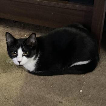 Rescue Domestic Short Hair Cats for Adoption in New Kensington, Pennsylvania - Bonnie | PetCurious