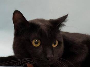 Ziggy -  Domestic Medium Hair and Domestic Short Hair Cat for Adoption in Woodbury, Minnesota - Ziggy | PetCurious