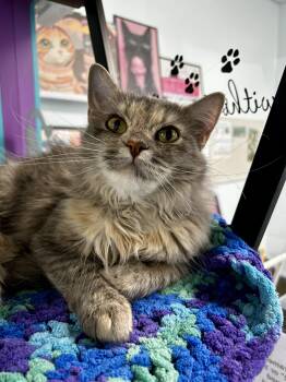 Trini -  Dilute Tortoiseshell Cat for Adoption in Grand Rapids, Michigan - Trini | PetCurious