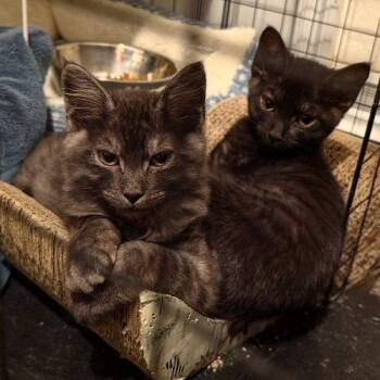 Lyra -  Domestic Short Hair Cat for Adoption in Edmond, Oklahoma - Lyra | PetCurious