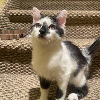 Milkshake -  Domestic Long Hair Cat for Adoption in Layton, Utah - Milkshake | PetCurious