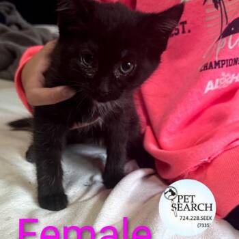 Rescue Domestic Short Hair Cats for Adoption in Washington, Pennsylvania - Midnight | PetCurious