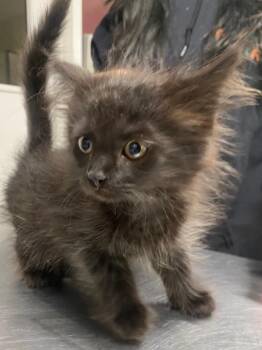 Bitsy -  Domestic Medium Hair Cat for Adoption in Fall River, Massachusetts - Bitsy | PetCurious