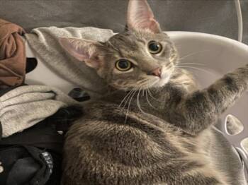 Domestic Short Hair Cats Available for Adoption - PLUTO | PetCurious