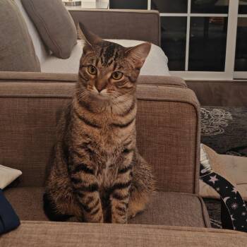 Domestic Short Hair Cats Available for Adoption - Saguaro | PetCurious