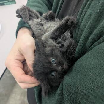 Domestic Long Hair Cats Available for Adoption in Manhattan, Kansas - TRRS-Stray-44320_2_3 | PetCurious