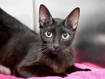 Nausicaa -  Domestic Short Hair Cat for Adoption in Portland, Oregon - Nausicaa | PetCurious