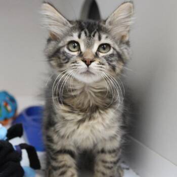 Burr -  Domestic Long Hair Cat for Adoption in Champaign, Illinois - Burr | PetCurious