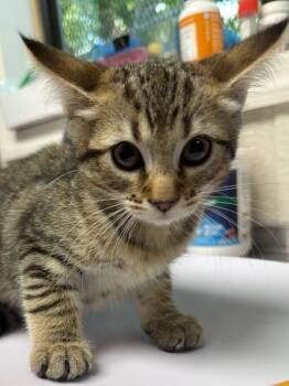 Mary Ann -  Domestic Short Hair Cat for Adoption in Pomona, New York - Mary Ann | PetCurious
