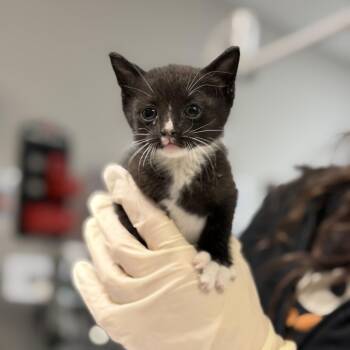 Domestic Short Hair Cats Available for Adoption in Houston, Texas - Mini Penne | PetCurious