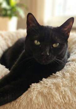 Sapphire -  Domestic Short Hair Cat for Adoption in Auburndale, Florida - Sapphire | PetCurious