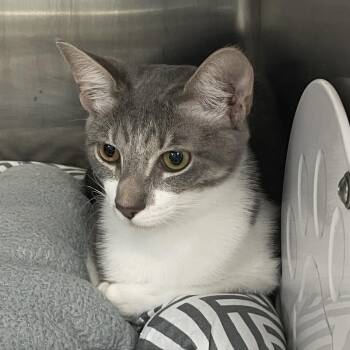 Domestic Short Hair Cats Available for Adoption in Port Charlotte, Florida - Rudy | PetCurious