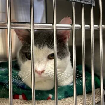 Rescue Domestic Short Hair Cats for Adoption in Charlottesville, Virginia - Santa Claws | PetCurious