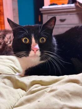 Arugula -  Domestic Short Hair Cat for Adoption in Gorham, Maine - Arugula | PetCurious