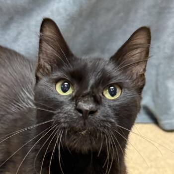 Onyx -  Domestic Long Hair Cat for Adoption in Brenham, Texas - Onyx | PetCurious