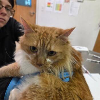 Domestic Long Hair Cats Available for Adoption in Charleston, West Virginia - Mouse | PetCurious