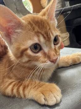 Tabby and Domestic Short Hair Cats Available for Adoption in Brookhaven, Mississippi - Wallaby 26 | PetCurious