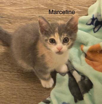 Marceline -  Domestic Short Hair Cat for Adoption in The Woodlands, Texas - Marceline | PetCurious