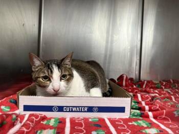 Domestic Short Hair Cats Available for Adoption - JULIET | PetCurious