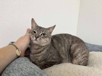 Rescue Domestic Short Hair Cats for Adoption in Tiger, Georgia - Neptune | PetCurious