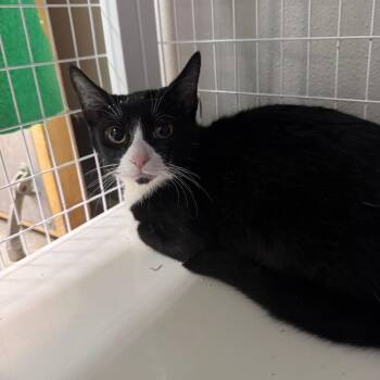 Byron -  Domestic Short Hair Cat for Adoption in Columbiana, Alabama - Byron | PetCurious