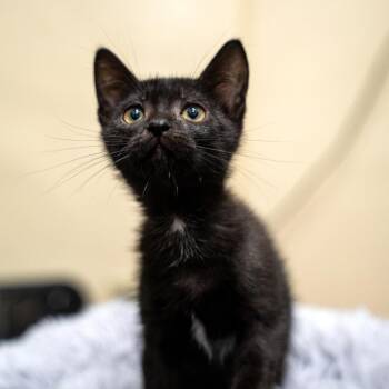 Raphael -  Domestic Short Hair Cat for Adoption in Gainesville, Georgia - Raphael | PetCurious
