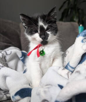 Rescue Domestic Medium Hair Cats for Adoption in Brooklyn Center, Minnesota - Cookies N Cream BONDED With Felix | PetCurious