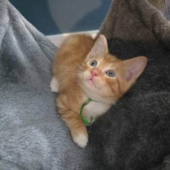 Domestic Short Hair Cats Available for Adoption in Austin, Texas - Hibiscus Bush 6 | PetCurious