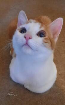 Rescue Domestic Medium Hair Cats for Adoption in Albany, Wisconsin - Arlo | PetCurious