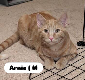 Arnie -  Domestic Short Hair Cat for Adoption in Mcdonald, Pennsylvania - Arnie | PetCurious