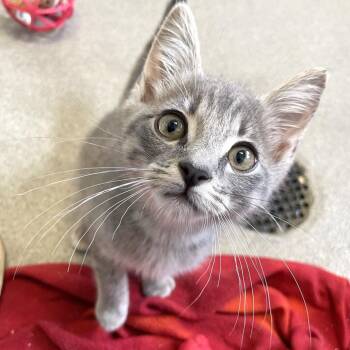 Strike a Pose -  Domestic Short Hair Cat for Adoption in Carencro, Louisiana - Strike A Pose | PetCurious