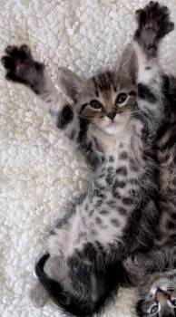 Sage -  Tabby and Domestic Short Hair Cat for Adoption in Campbell, California - Sage | PetCurious
