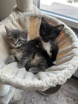 Sister (bonded to Mittens) -  Domestic Short Hair Cat for Adoption in Wheaton, Illinois - Sister (bonded To Mittens) | PetCurious