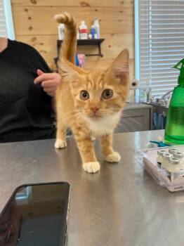 Clancy -  Domestic Short Hair Cat for Adoption in Cumming, Georgia - Clancy | PetCurious