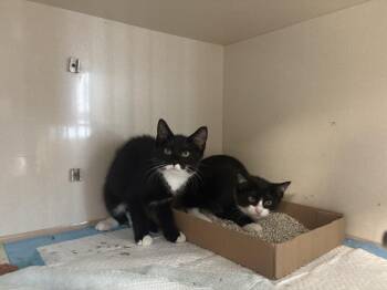Ronaldo (m), Messi (m), Kane (f), Kylian (f) -  Domestic Short Hair Cat for Adoption in Vernon Township, New Jersey - Ronaldo (m), Messi (m), Kane (f), Kylian (f) | PetCurious