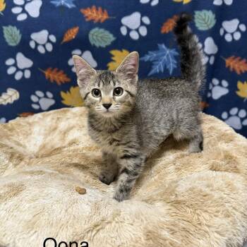 Oona -  Domestic Short Hair Cat for Adoption in Logan, Ohio - Oona | PetCurious