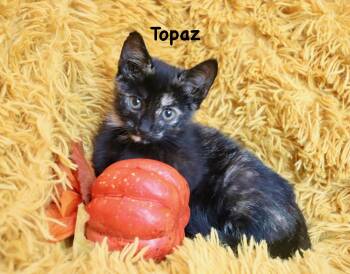 Topaz -  Tortoiseshell Cat for Adoption in St. Augustine, Florida - Topaz | PetCurious