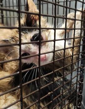 Rescue Domestic Short Hair Cats for Adoption in San Antonio, Texas - ELLIE | PetCurious