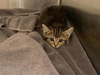 WEBIGAIL -  Domestic Short Hair Cat for Adoption in Tustin, California - WEBIGAIL | PetCurious
