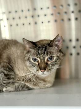 Rescue Siamese and Domestic Short Hair Cats for Adoption in Fort Lauderdale, Florida - Jojo | PetCurious