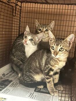 Rocky -  Domestic Short Hair Cat for Adoption in Austin, Texas - Rocky | PetCurious