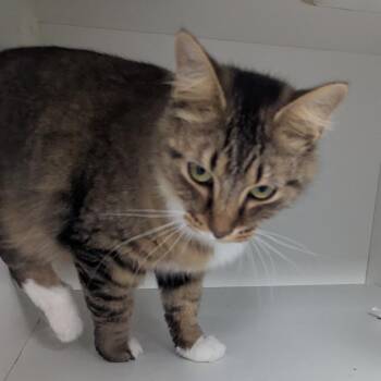 Berry -  Domestic Medium Hair Cat for Adoption in Jeffersonville, Indiana - Berry | PetCurious
