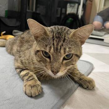 Franklin -  Domestic Short Hair Cat for Adoption in Houston, Texas - Franklin | PetCurious