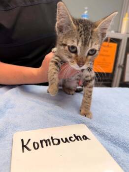 kombucha -  Domestic Short Hair Cat for Adoption in Vancouver, Washington - Kombucha | PetCurious