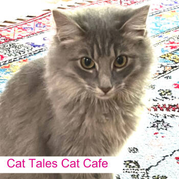 Rescue Domestic Medium Hair Cats for Adoption in Chapel Hill, North Carolina - Wolfie | PetCurious