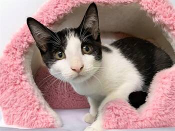 MONA -  Domestic Short Hair Cat for Adoption in Fort Lauderdale, Florida - MONA | PetCurious