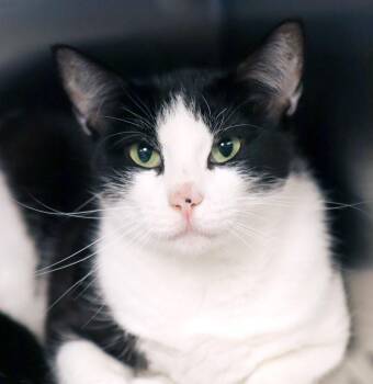 Farrah (AO37540) -  Domestic Short Hair Cat for Adoption in Kansas City, Kansas - Farrah (AO37540) | PetCurious