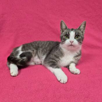 Tuna Roll -  Domestic Short Hair Cat for Adoption in Frankfort, Indiana - Tuna Roll | PetCurious