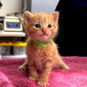 Buttercup -  Domestic Short Hair Cat Available for Adoption in Newark, New Jersey - Buttercup | PetCurious